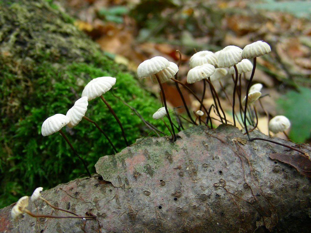 Funghi ... in miniature